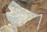 Fossil Ginkgo Leaves From North Dakota - Paleocene #103877-1